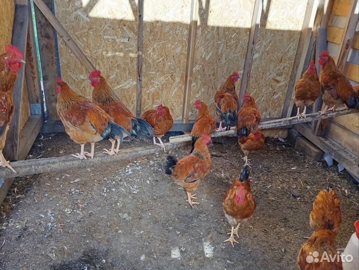 Петушки Кучинская Юбилейная