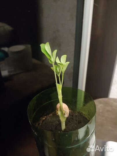 Рассада арахиса, арахис саженцы