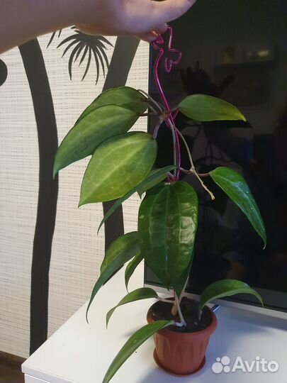 Хойя локки, бэлла и макрофилла