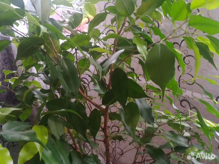 Фикус бенджамина большой