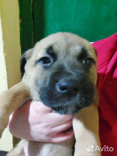 Щеночки в добрые руки