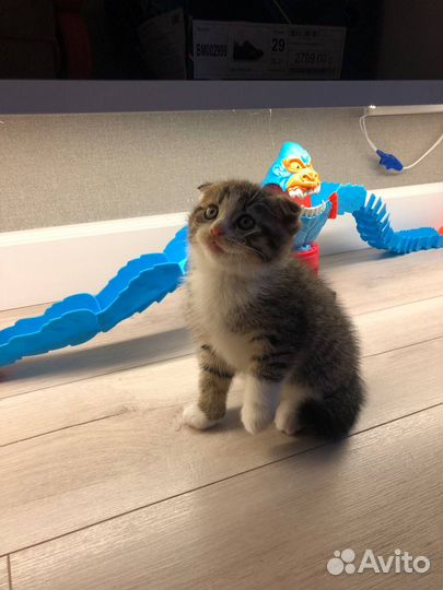 Шотландская