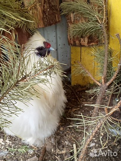 Куры петухи