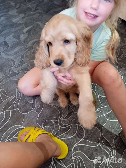 Кокер спаниель