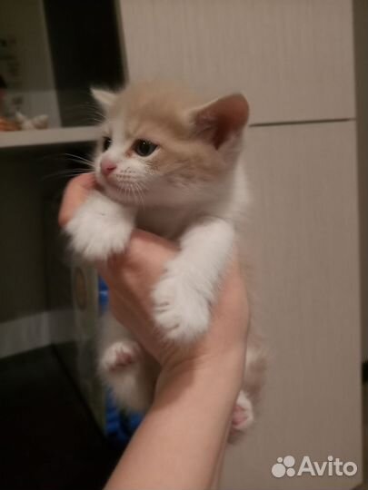 Отдам в добрые руки