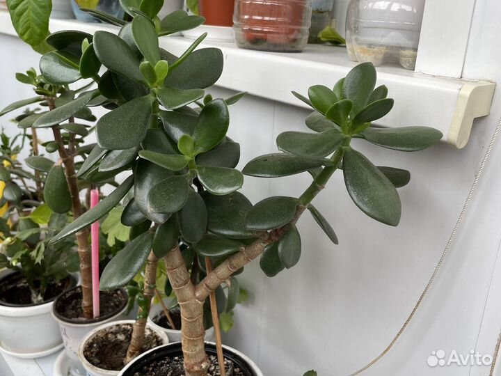 Комнатные цветы