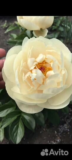 Пионы пастелеганс