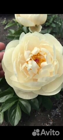 Пионы пастелеганс