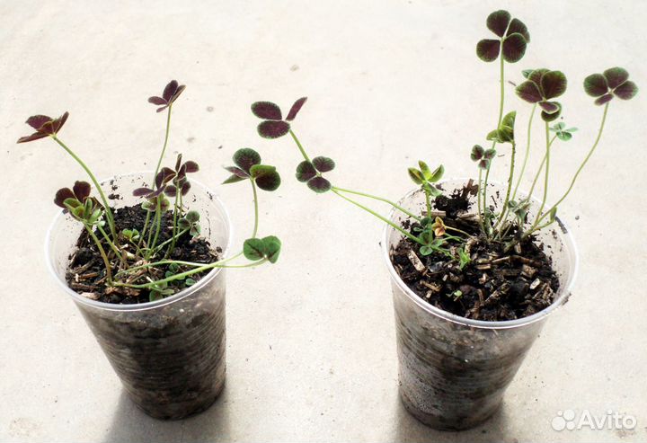 Клевер ползучий ‘Purpurascens Quadrifolium’