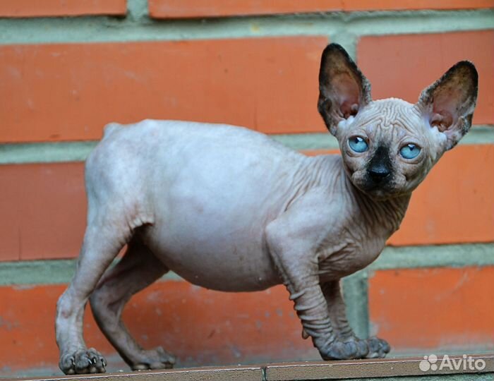 Девочка сфинкс