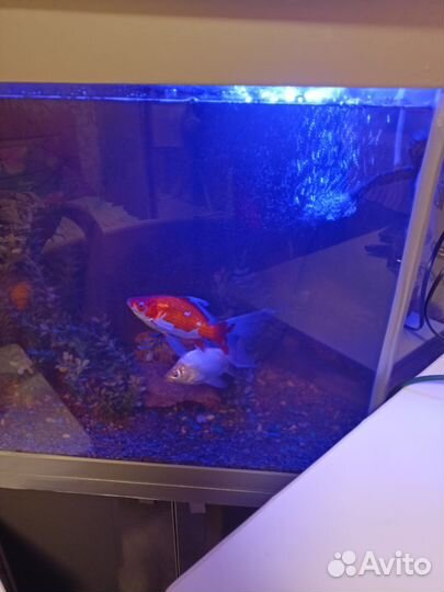 Аквариум