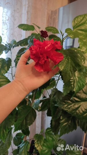 Гибискус алый