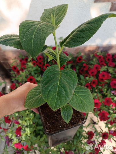 Гортензия крупнолистная мотыльковая