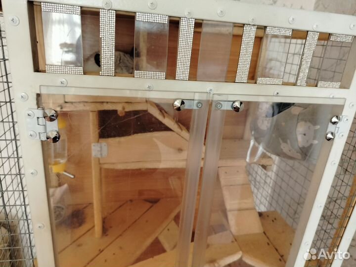 Шиншиллы с клеткой и всем что им необходимо