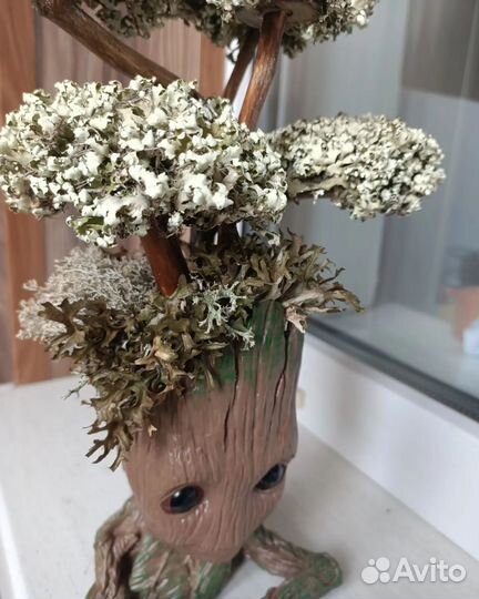 Грут с цетрарией