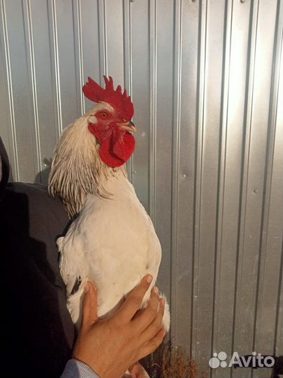 Молодые петушки