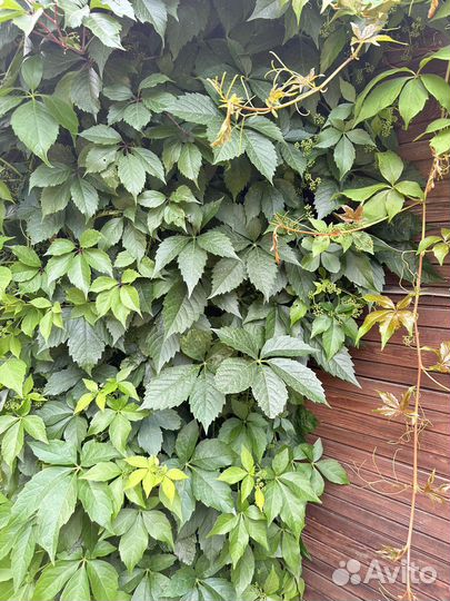 Лиана вирджиния прилипает к любой поверхности