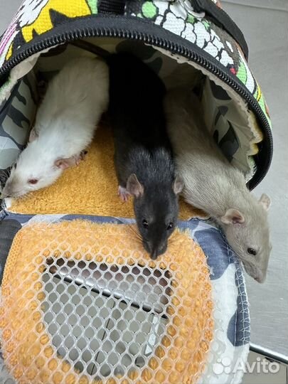 Крыса дамбо бесплатно