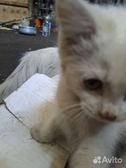 Кошка в дар бесплатно