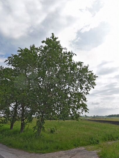 Участок 1,31 га (ИЖС)