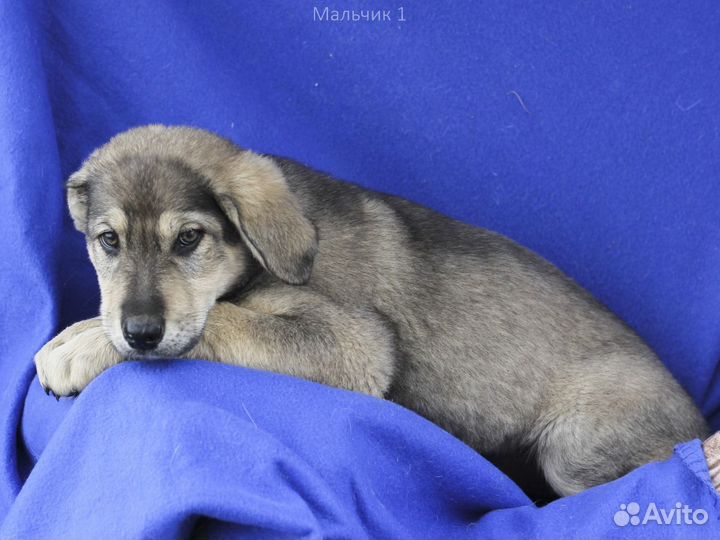 Щенок мальчик