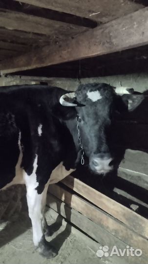 Коровы дойные молочные
