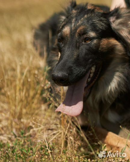 Приезжайте к нам приют и станьте другом собаке