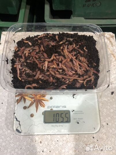 Червь дендробена