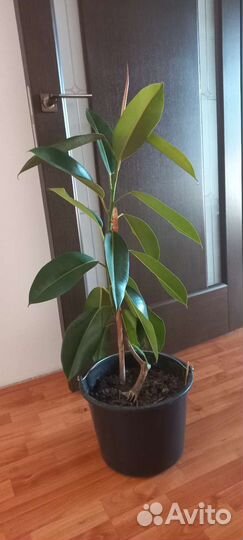 Фикус каучуконосный