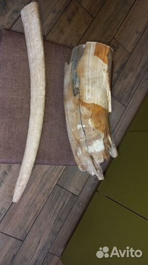 Бивень мамонта