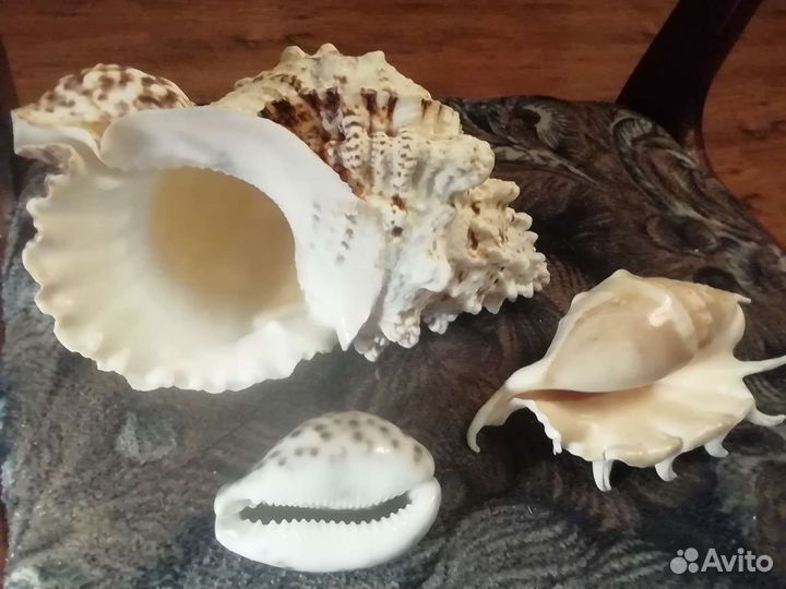 Ракушки морские, разные, очень красивые