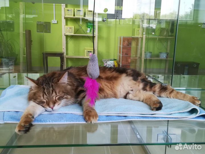 Гостиница для кошек, передержка, Сипайлово