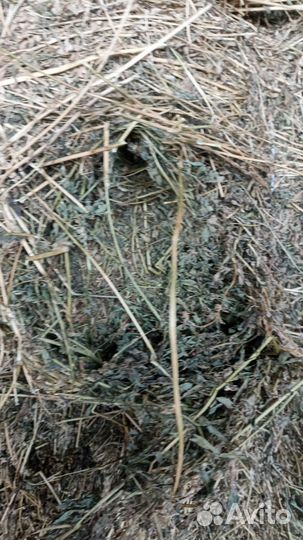 Сено люцерна