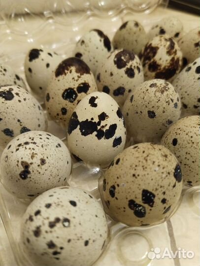 Яйцо перепелинное