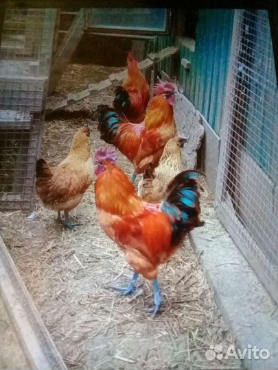 Индюшата,куры,инкуб яйцо