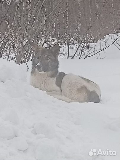 Собака в добрые руки