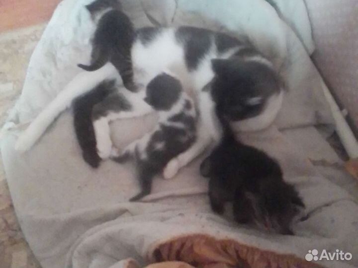 Отдам бесплатно