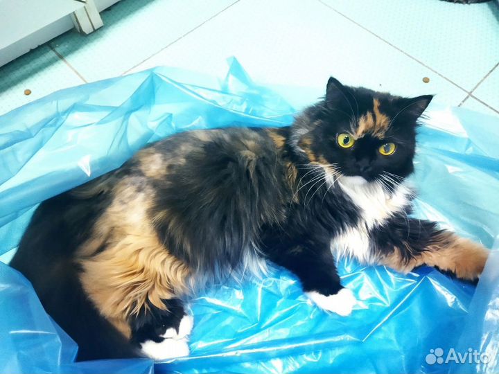 Воспитанная добрая кошь Черри
