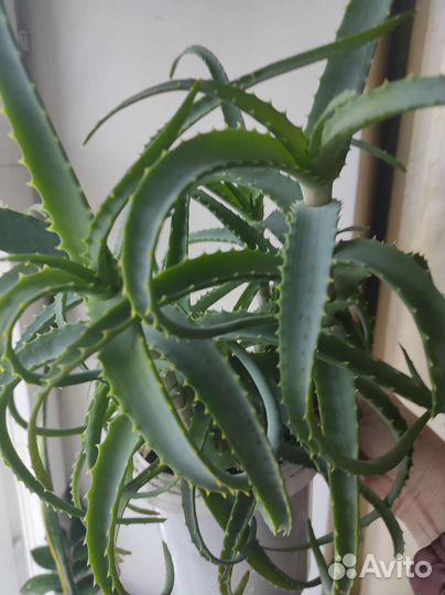 Алоэ-Каланхоэ