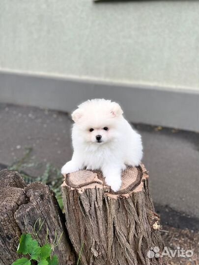 Собака мини шпиц
