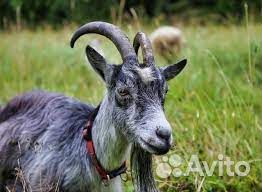 Дойные козы