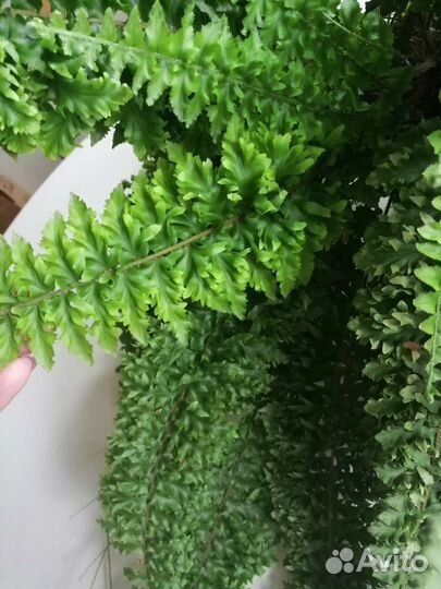 Папоротник кудрявый