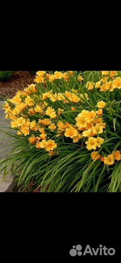 Лилейник, садовая ромашка, хоста