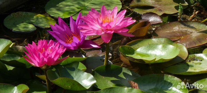 Нимфеи для пруда