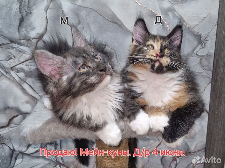 Котята мейн-кун