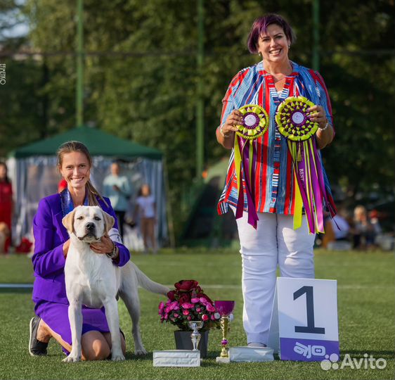 Вязка Кобеля лабрадора