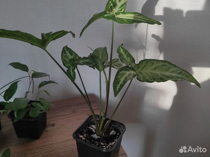 Домашние растения