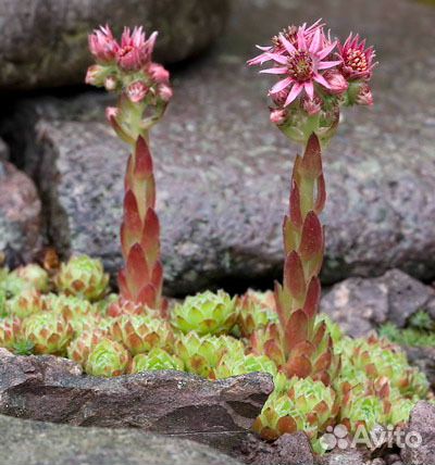 Почвопокровные растения