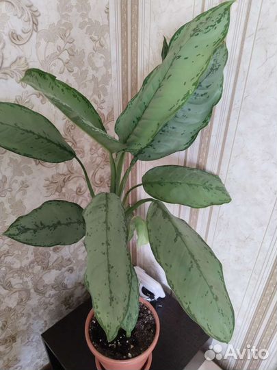 Орхидея, аглаонема, папоротник