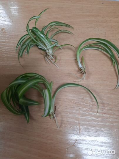 Комнатные цветы